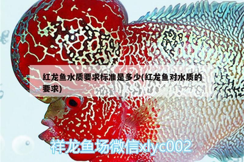 紅龍魚水質(zhì)要求標準是多少(紅龍魚對水質(zhì)的要求)（紅龍魚水質(zhì)要求標準是多少）