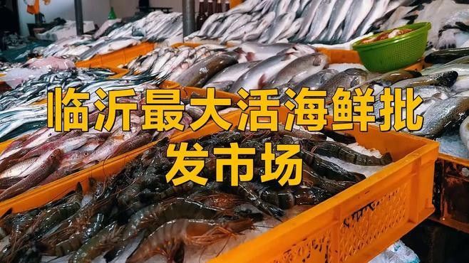 華東國際水產城有哪些知名的龍魚商戶（華東國際水產城有哪些知名的龍魚商戶？）