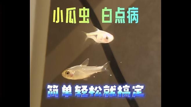 小瓜蟲病會自愈嗎？（qq瀏覽器小瓜蟲病治療三<strong><mark>大方</mark></strong>法輕松搞定白點病能自愈嗎）