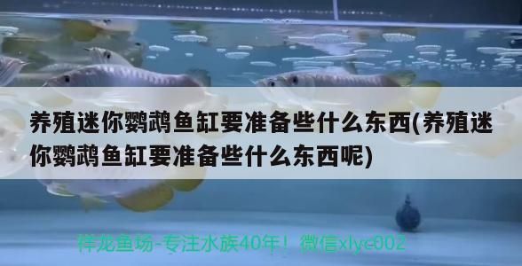 養殖迷你鸚鵡魚缸要準備些什么東西(養殖迷你鸚鵡魚缸要準備些什么東西呢)