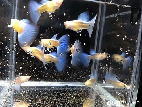 如何判斷龍魚是否缺氧？（如何判斷龍魚是否缺氧）