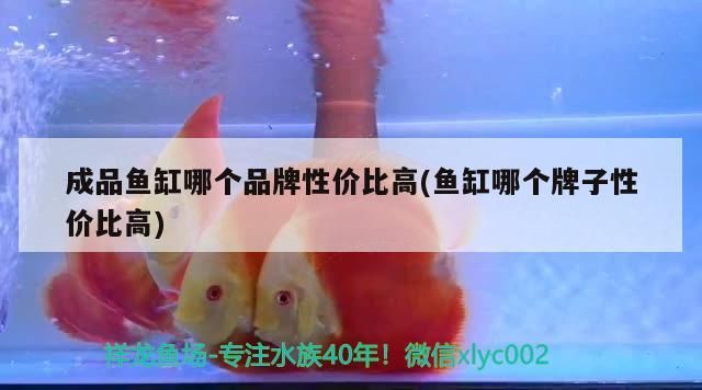 成品魚缸哪個品牌性價比高(魚缸哪個牌子性價比高)（成品牌魚缸哪個品牌性價比高）