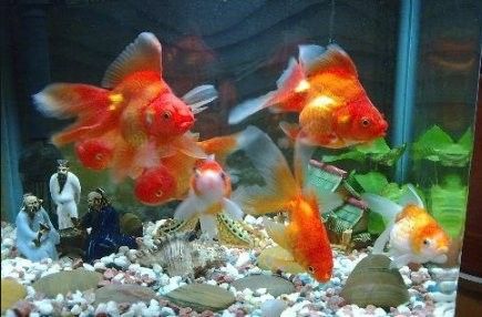銀龍魚嘴上長(zhǎng)白色肉球會(huì)癌變嗎？（銀龍魚嘴上白色肉球多久會(huì)癌變？）
