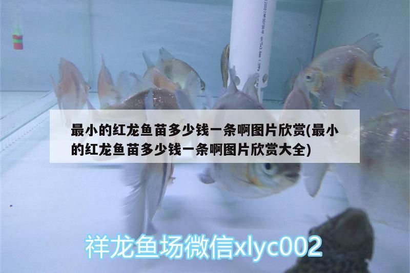 最小的紅龍魚苗多少錢一條啊圖片欣賞(最小的紅龍魚苗多少錢一條啊圖片欣賞大全)（最小的紅龍魚苗多少錢一條）