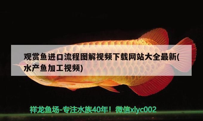 什么紅龍最好排名（什么品種的紅龍最好）（紅龍果品種紅龍魚品種排名，紅龍魚的最好吃的品種是什么）