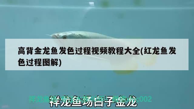 高背金龍魚(yú)發(fā)色過(guò)程視頻教程大全(紅龍魚(yú)發(fā)色過(guò)程圖解)（高背金龍魚(yú)發(fā)色過(guò)程大全和紅龍魚(yú)發(fā)色過(guò)程視頻教程大全）