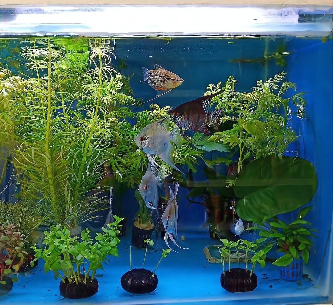 混養時應該如何搭配其他魚類（養魚搭配其他魚類是一個需要細致考慮的問題，影響彼此的生存和健康） 混養時應該如何搭配其他魚類（養魚搭配其他魚類是一個需要細致考慮的問題，影響彼此的生存和健康） 龍魚百科 第4張