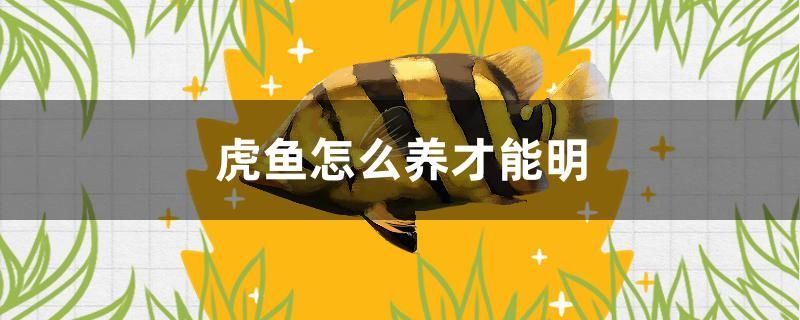 西昌水族批發市場（揚州綠洲裝飾）