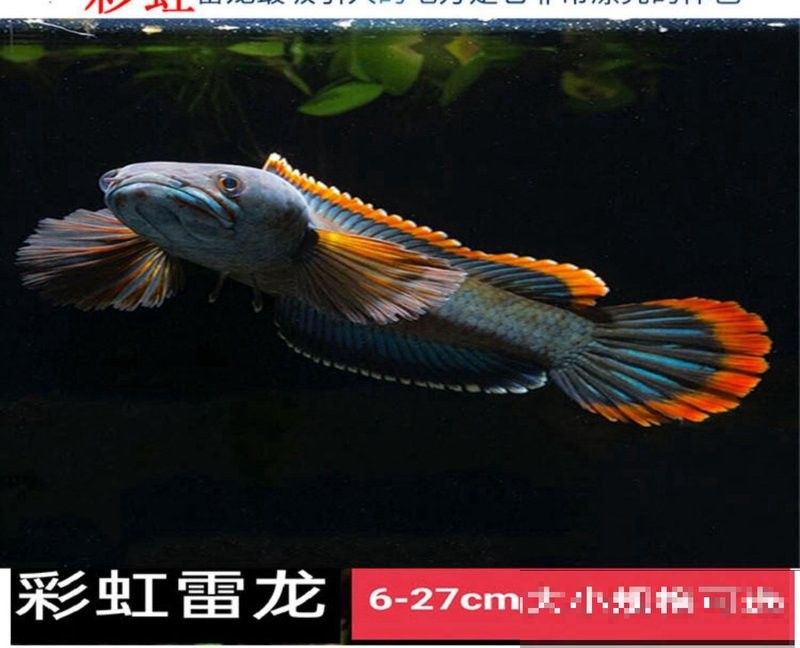 彩虹雷龍魚可以冷水飼養嗎？