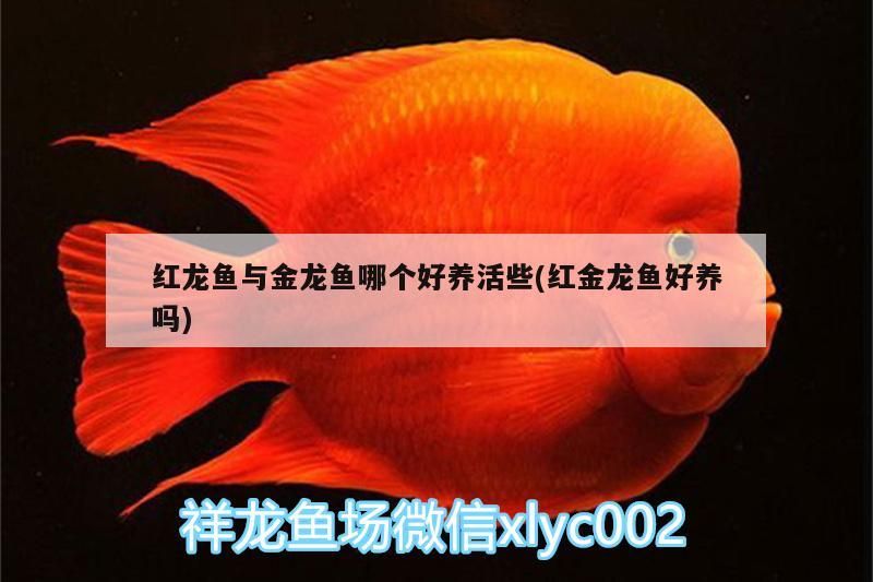 紅龍魚(yú)與金龍魚(yú)哪個(gè)好養(yǎng)活些(紅金龍魚(yú)好養(yǎng)嗎)