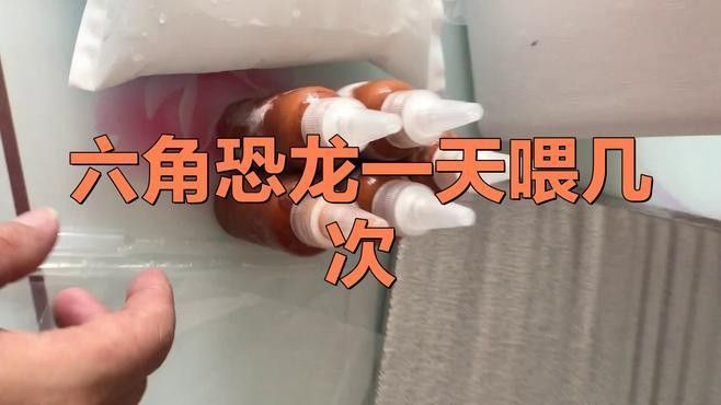 六角恐龍魚多久喂一次合適？（六角恐龍魚的喂食頻率） 六角恐龍魚多久喂一次合適？（六角恐龍魚的喂食頻率） 龍魚百科 第2張