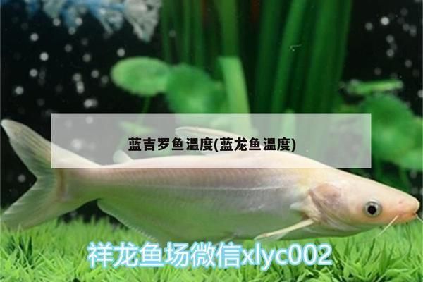藍似丘吉羅魚：藍似丘吉羅魚的市場價格