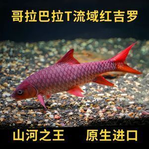 藍似丘吉羅魚：藍似丘吉羅魚的市場價格