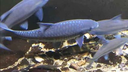 藍似丘吉羅魚：藍似丘吉羅魚的市場價格