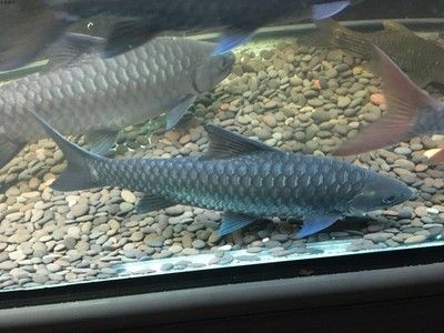 藍似丘吉羅魚：藍似丘吉羅魚的市場價格