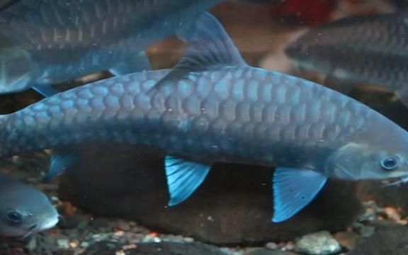 藍似丘吉羅魚：藍似丘吉羅魚的市場價格