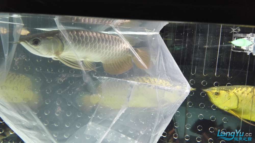 孝感觀賞魚市場收到速宏獎品了（孝感觀賞魚市場收到速宏獎品）