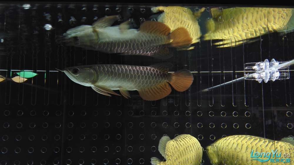孝感觀賞魚市場收到速宏獎品了（孝感觀賞魚市場收到速宏獎品）