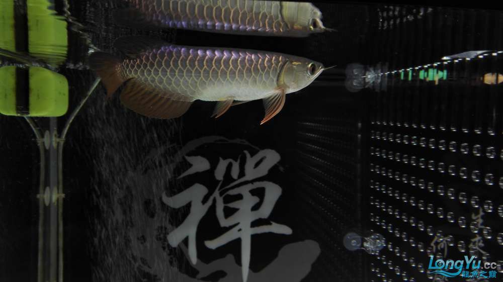 孝感觀賞魚市場收到速宏獎品了（孝感觀賞魚市場收到速宏獎品）