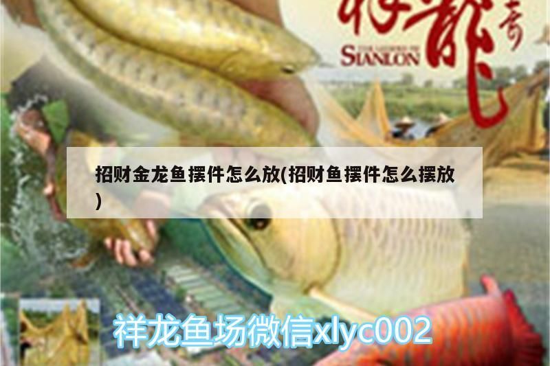 招財金龍魚擺件怎么放(招財魚擺件怎么擺放)（招財金龍魚擺件怎么擺放） 招財金龍魚擺件怎么放(招財魚擺件怎么擺放)（招財金龍魚擺件怎么擺放） 觀賞魚百科