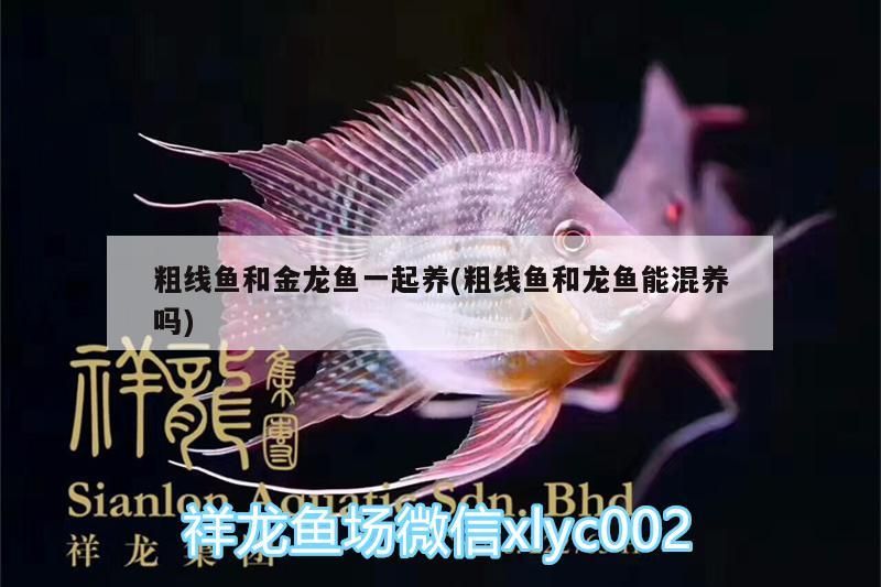 粗線魚和金龍魚一起養(粗線魚和龍魚能混養嗎)
