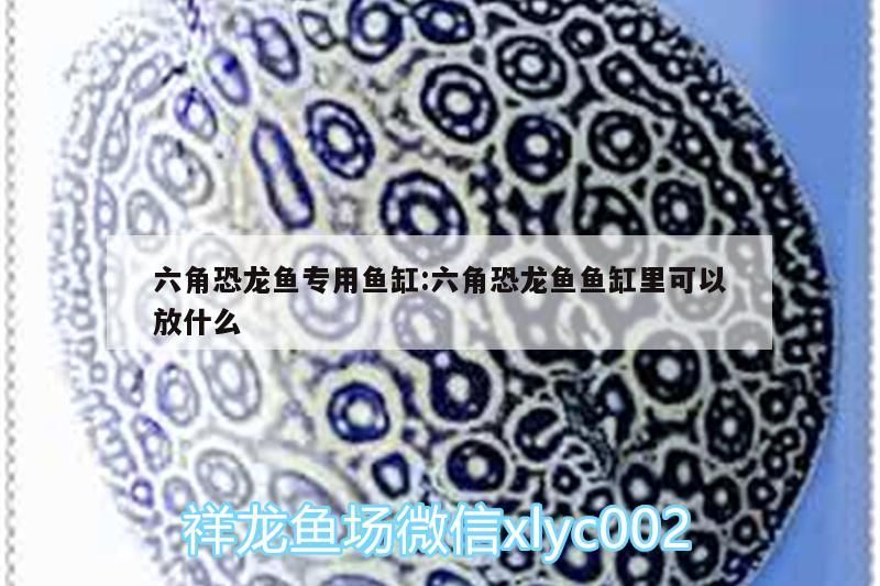 魚缸過濾器選購指南:自制魚缸過濾器魚缸上置過濾器對于養魚愛好者的必備知識 六角恐龍魚專用魚缸:六角恐龍魚魚缸里可以放什么 觀賞魚百科 六角恐龍魚專用魚缸:六角恐龍魚魚缸里可以放什么 六角恐龍魚專用魚缸:六角恐龍魚魚缸里可以放什么 觀賞魚百科
