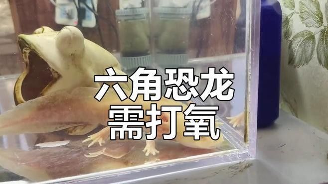 六角龍魚缸需要打氧嗎 六角龍魚缸需要打氧嗎 龍魚百科 第3張