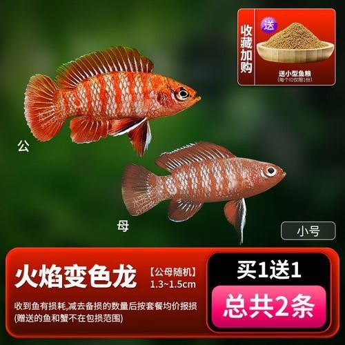 火焰變色龍魚的市場價(jià)格是多少(火焰變色龍魚市場價(jià)格波動(dòng)大嗎火焰變色龍魚價(jià)格波動(dòng)大嗎) 龍魚百科 第5張 火焰變色龍魚的市場價(jià)格是多少(火焰變色龍魚市場價(jià)格波動(dòng)大嗎火焰變色龍魚價(jià)格波動(dòng)大嗎) 火焰變色龍魚的市場價(jià)格是多少(火焰變色龍魚市場價(jià)格波動(dòng)大嗎火焰變色龍魚價(jià)格波動(dòng)大嗎) 龍魚百科 第5張