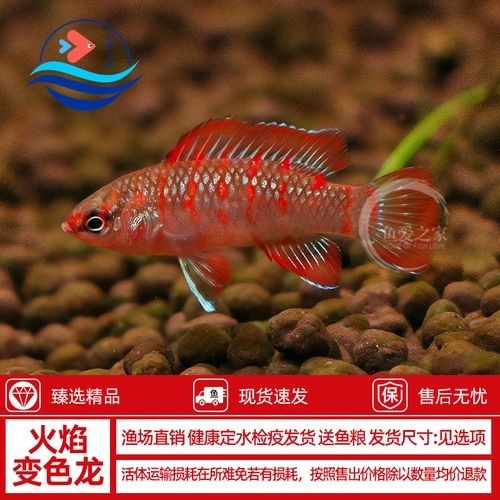火焰變色龍魚的市場價(jià)格是多少(火焰變色龍魚市場價(jià)格波動(dòng)大嗎火焰變色龍魚價(jià)格波動(dòng)大嗎) 龍魚百科 第4張 火焰變色龍魚的市場價(jià)格是多少(火焰變色龍魚市場價(jià)格波動(dòng)大嗎火焰變色龍魚價(jià)格波動(dòng)大嗎) 火焰變色龍魚的市場價(jià)格是多少(火焰變色龍魚市場價(jià)格波動(dòng)大嗎火焰變色龍魚價(jià)格波動(dòng)大嗎) 龍魚百科 第4張