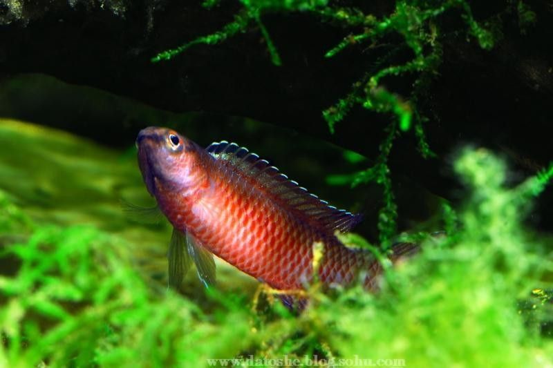 火焰變色龍魚的市場價(jià)格是多少（火焰變色龍魚市場價(jià)格波動(dòng)大嗎火焰變色龍魚價(jià)格波動(dòng)大嗎） 火焰變色龍魚的市場價(jià)格是多少（火焰變色龍魚市場價(jià)格波動(dòng)大嗎火焰變色龍魚價(jià)格波動(dòng)大嗎） 龍魚百科 第8張