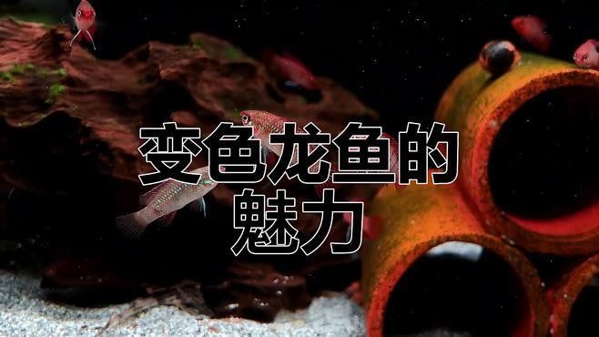 火焰變色龍魚的市場價(jià)格是多少（火焰變色龍魚市場價(jià)格波動(dòng)大嗎火焰變色龍魚價(jià)格波動(dòng)大嗎） 火焰變色龍魚的市場價(jià)格是多少（火焰變色龍魚市場價(jià)格波動(dòng)大嗎火焰變色龍魚價(jià)格波動(dòng)大嗎） 龍魚百科 第6張