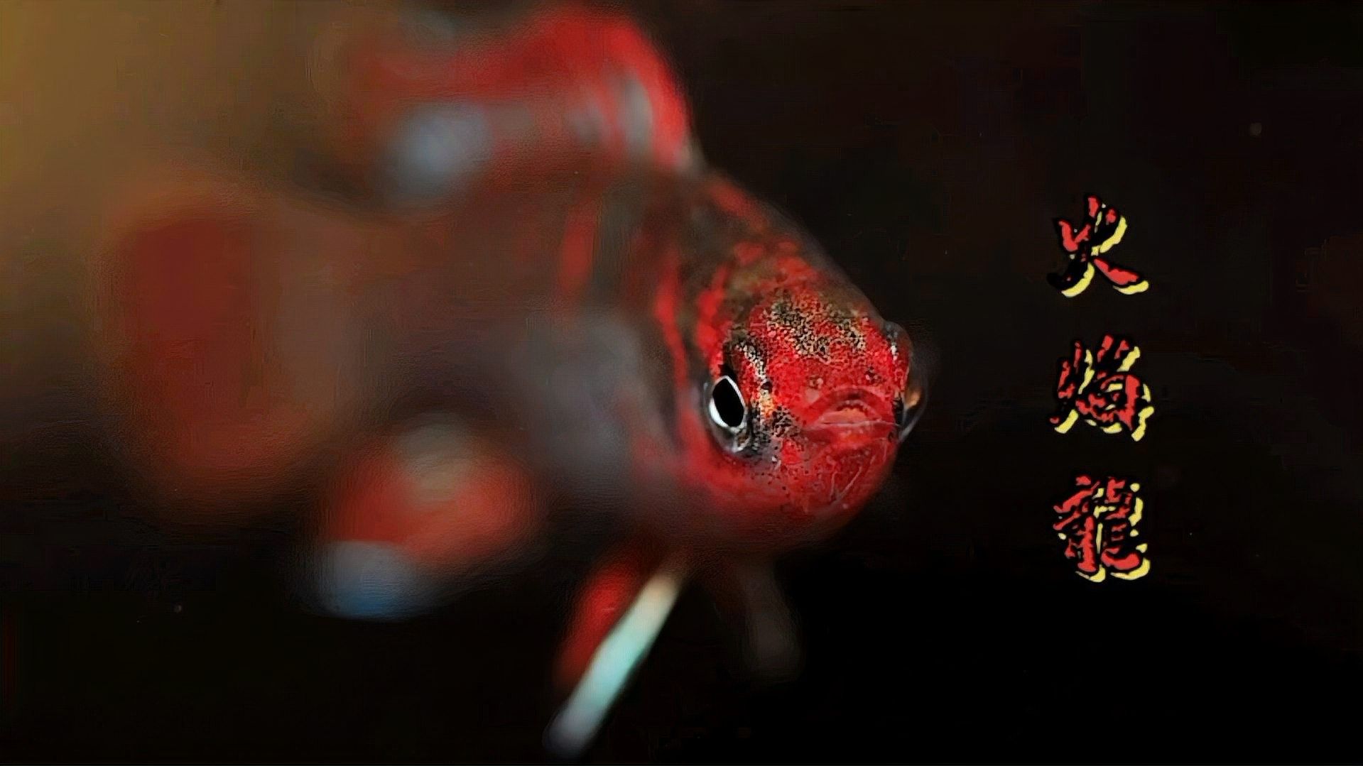 火焰變色龍魚的市場價(jià)格是多少（火焰變色龍魚市場價(jià)格波動(dòng)大嗎火焰變色龍魚價(jià)格波動(dòng)大嗎） 火焰變色龍魚的市場價(jià)格是多少（火焰變色龍魚市場價(jià)格波動(dòng)大嗎火焰變色龍魚價(jià)格波動(dòng)大嗎） 龍魚百科 第7張