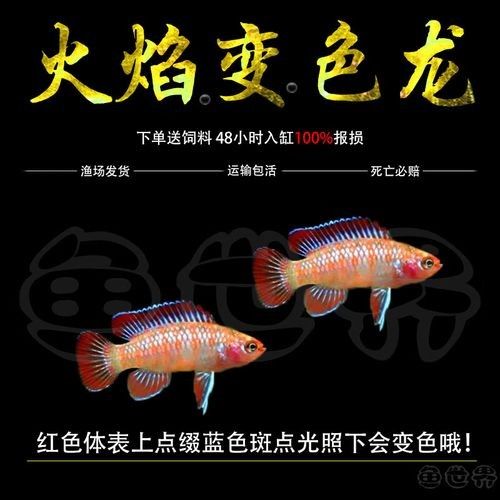火焰變色龍魚的市場價(jià)格是多少(火焰變色龍魚市場價(jià)格波動(dòng)大嗎火焰變色龍魚價(jià)格波動(dòng)大嗎) 龍魚百科 第3張 火焰變色龍魚的市場價(jià)格是多少(火焰變色龍魚市場價(jià)格波動(dòng)大嗎火焰變色龍魚價(jià)格波動(dòng)大嗎) 火焰變色龍魚的市場價(jià)格是多少(火焰變色龍魚市場價(jià)格波動(dòng)大嗎火焰變色龍魚價(jià)格波動(dòng)大嗎) 龍魚百科 第3張