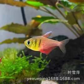 火焰變色龍魚的市場價(jià)格是多少（火焰變色龍魚市場價(jià)格波動(dòng)大嗎火焰變色龍魚價(jià)格波動(dòng)大嗎） 火焰變色龍魚的市場價(jià)格是多少（火焰變色龍魚市場價(jià)格波動(dòng)大嗎火焰變色龍魚價(jià)格波動(dòng)大嗎） 龍魚百科 第11張