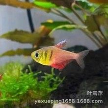 火焰變色龍魚的市場價(jià)格是多少（火焰變色龍魚市場價(jià)格波動(dòng)大嗎火焰變色龍魚價(jià)格波動(dòng)大嗎） 火焰變色龍魚的市場價(jià)格是多少（火焰變色龍魚市場價(jià)格波動(dòng)大嗎火焰變色龍魚價(jià)格波動(dòng)大嗎） 龍魚百科 第10張