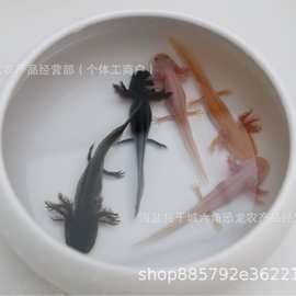 六角恐龍魚的價格差異大嗎？（六角恐龍魚價格差異大嗎） 六角恐龍魚的價格差異大嗎？（六角恐龍魚價格差異大嗎） 龍魚百科 第11張