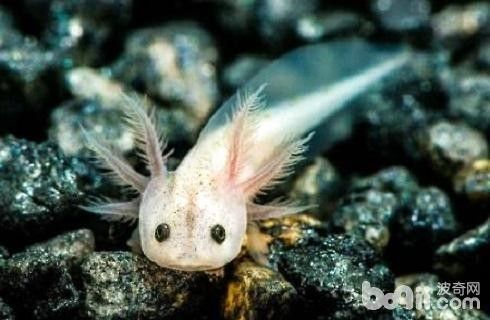 六角恐龍魚的價格差異大嗎？（六角恐龍魚價格差異大嗎） 六角恐龍魚的價格差異大嗎？（六角恐龍魚價格差異大嗎） 龍魚百科 第8張