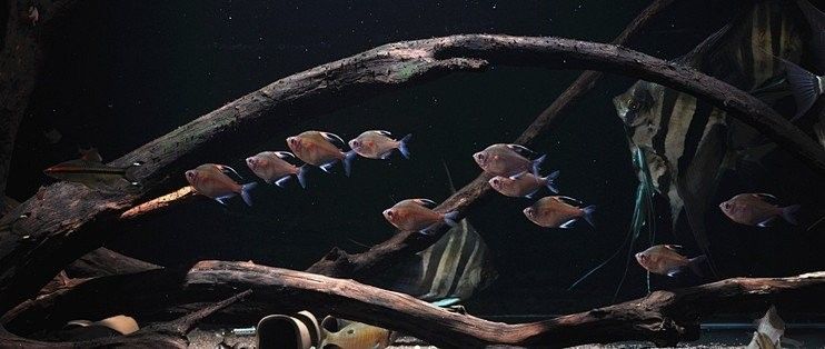 推薦一些適合與埃及神仙混養的魚（埃及神仙魚混養指南）