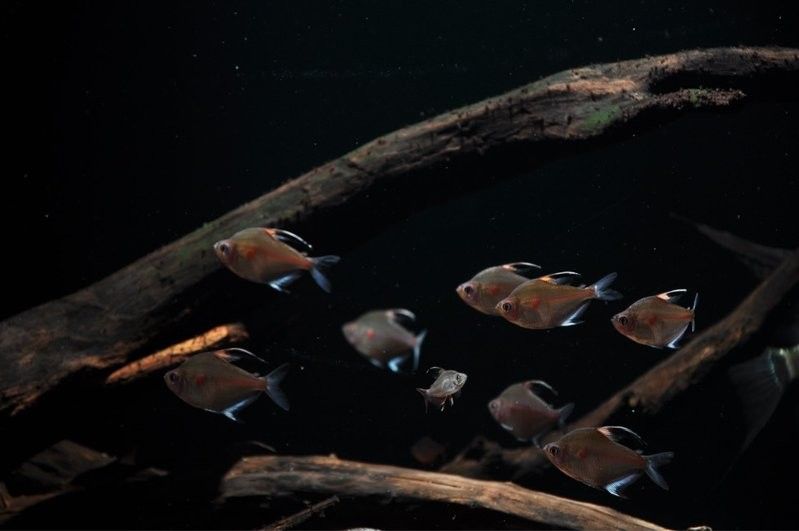 推薦一些適合與埃及神仙混養的魚（埃及神仙魚混養指南）
