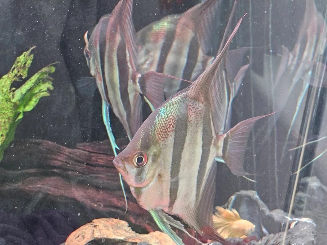 推薦一些適合與埃及神仙混養的魚（埃及神仙魚混養指南）