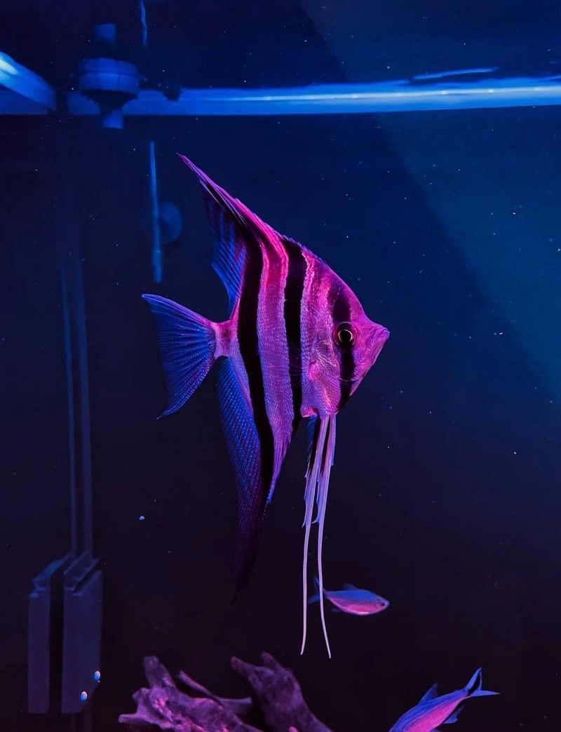 推薦一些適合與埃及神仙混養的魚（埃及神仙魚混養指南）