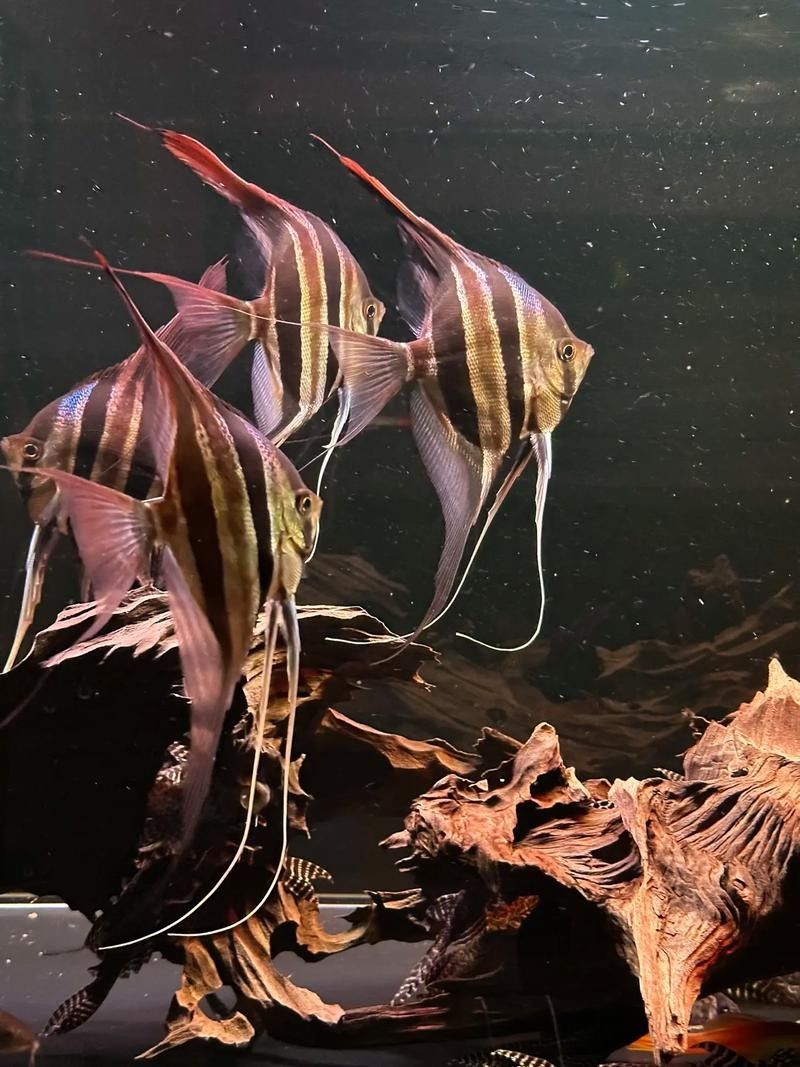 推薦一些適合與埃及神仙混養的魚（埃及神仙魚混養指南）