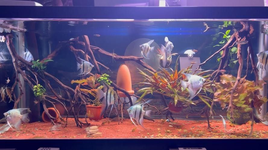 推薦一些適合與埃及神仙混養的魚（埃及神仙魚混養指南）