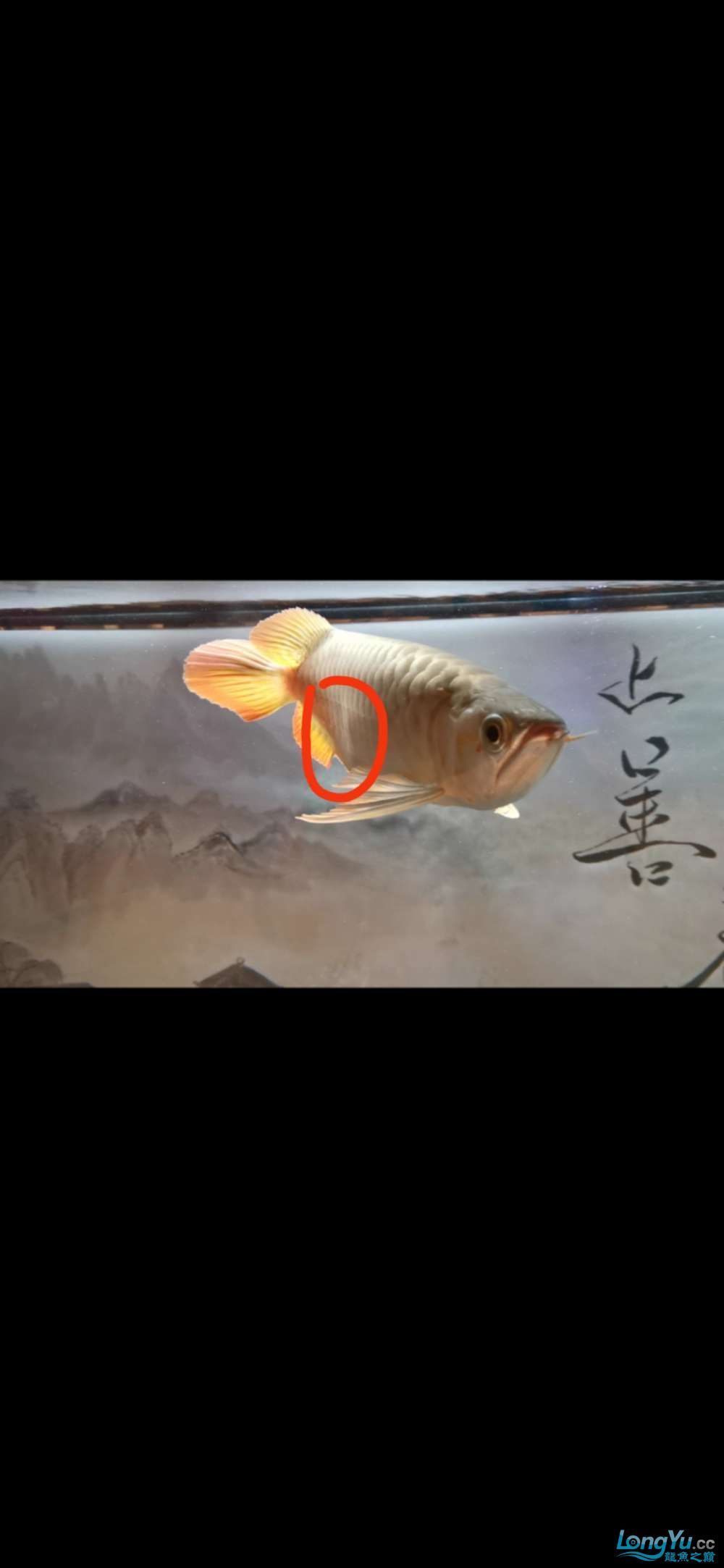 小龍跳缸摔傷求助（小龍跳缸摔傷求助，主人及時發現這一情況，主人終于成功救出） 小龍跳缸摔傷求助（小龍跳缸摔傷求助，主人及時發現這一情況，主人終于成功救出） 觀賞魚百科 第1張