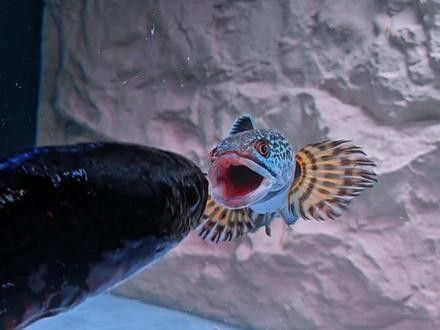 如何訓(xùn)練雷龍魚追食？（如何訓(xùn)練雷龍魚追食） 如何訓(xùn)練雷龍魚追食？（如何訓(xùn)練雷龍魚追食） 龍魚百科 第6張
