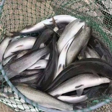 涪江龍漁港的價格范圍 涪江龍漁港的價格范圍 龍魚百科 第1張