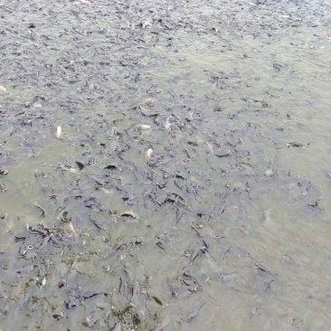 涪江龍漁港的價格范圍 涪江龍漁港的價格范圍 龍魚百科 第2張