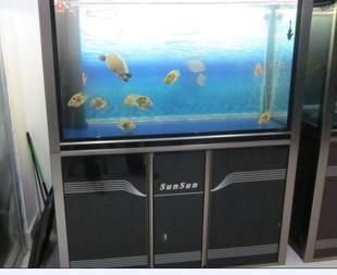 龍魚和紅鸚鵡能一起養嗎（龍魚和紅鸚鵡能一起養嗎視頻）（在空氣中生活，龍魚和紅鸚鵡能一起養嗎）