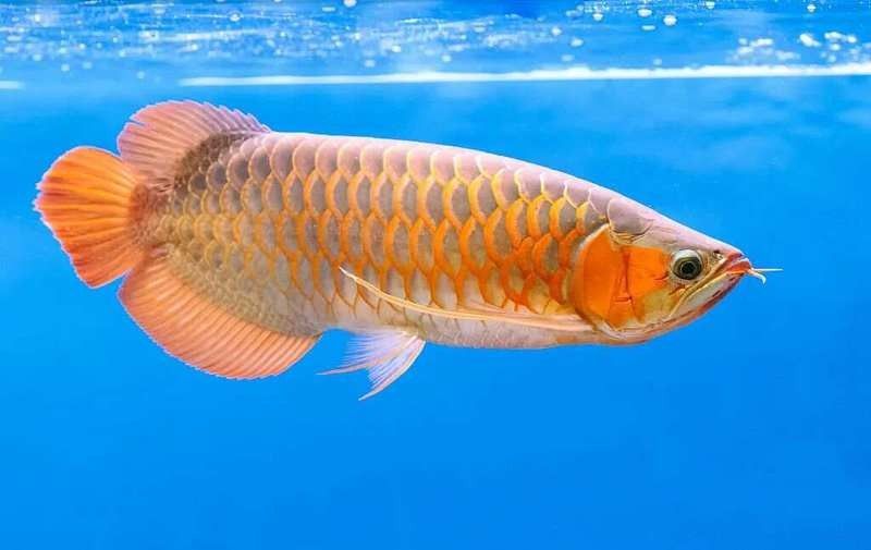 如何預防龍魚疾病？（【水產養殖中常見疾病的預防與控制措施）