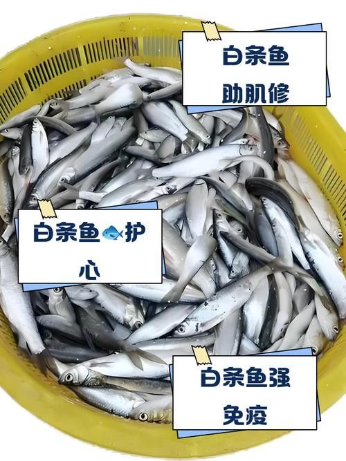 如何預防白龍魚生病？